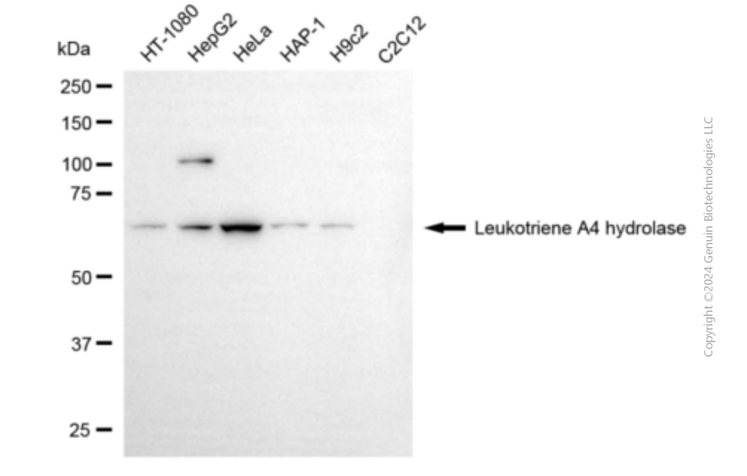 LTA4H antibody