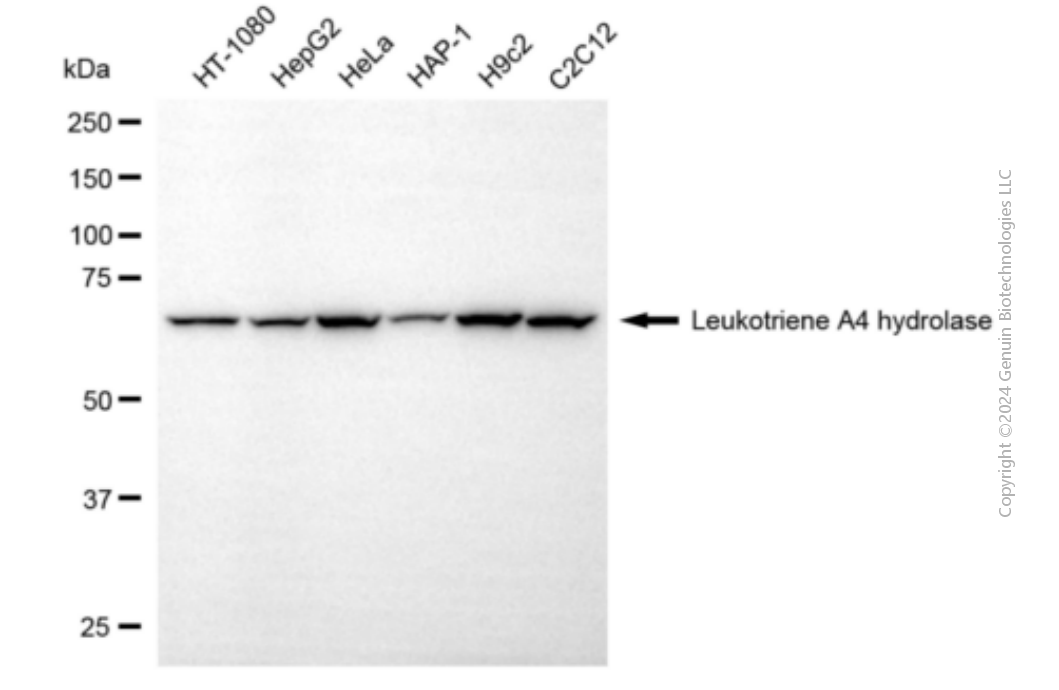 LTA4H antibody