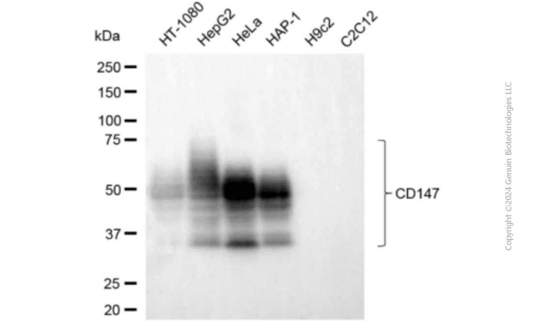 BSG antibody