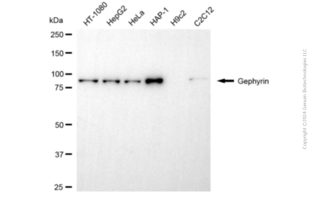 GPHN antibody