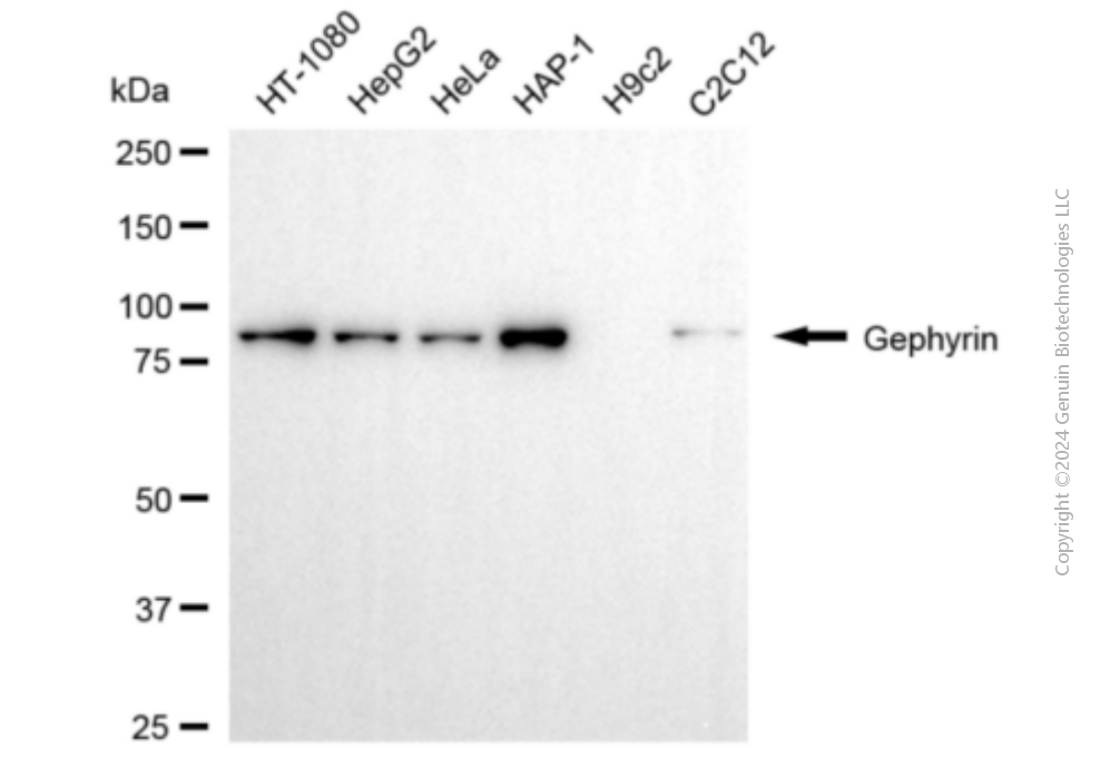 GPHN antibody