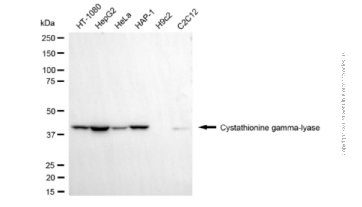 CTH antibody