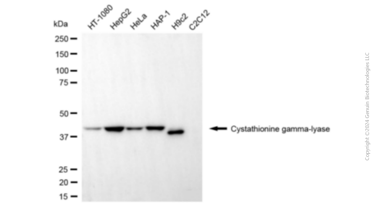 CTH antibody