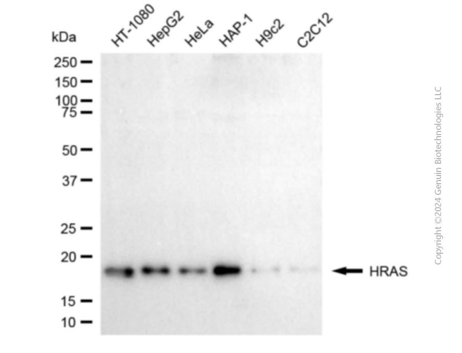 HRAS antibody