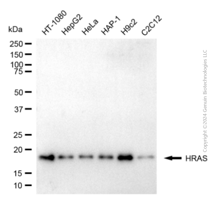 HRAS antibody