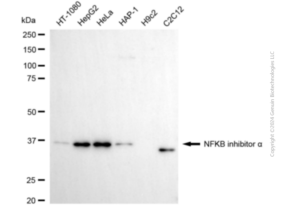 NFKBIA antibody