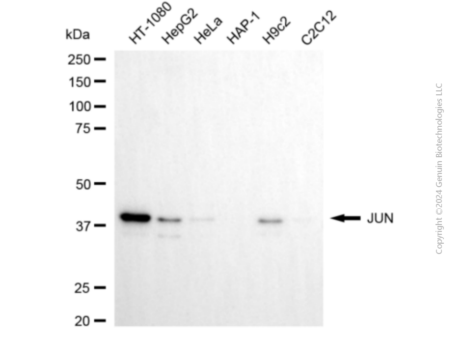 JUN antibody