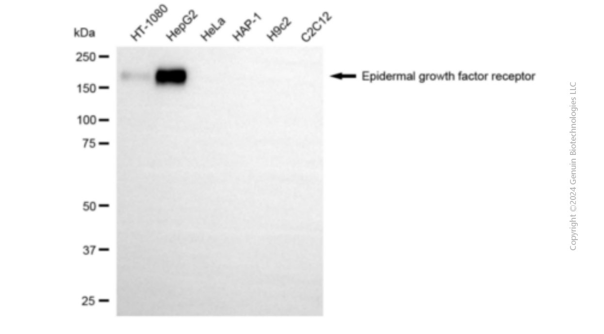 EGFR antibody