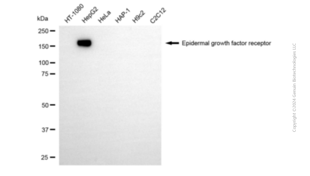 EGFR antibody