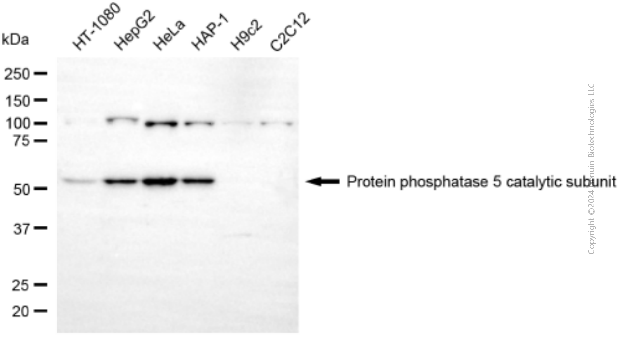 PPP5C antibody