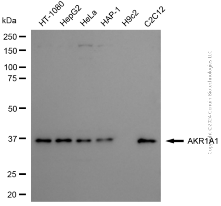 AKR1A1 antibody