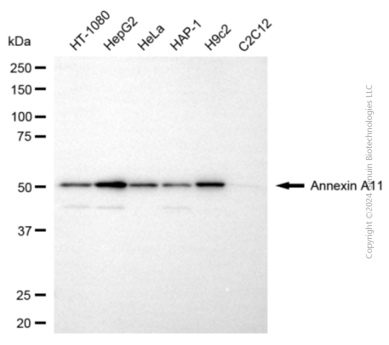 ANXA11 antibody