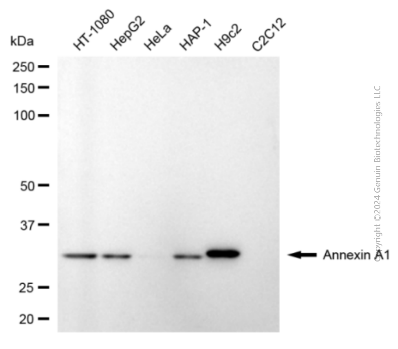 ANXA1 antibody