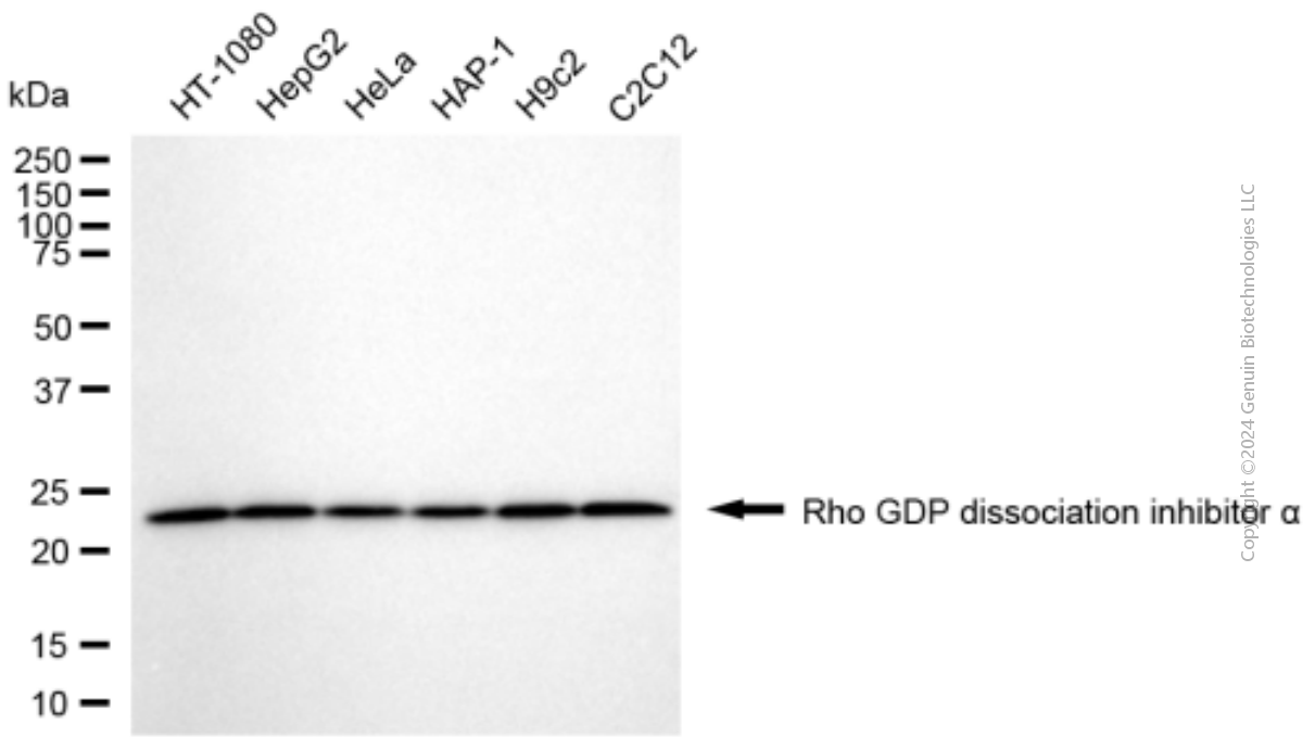 ARHGDIA antibody