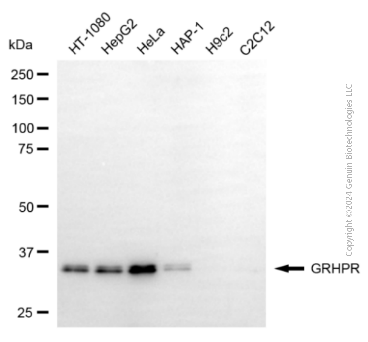 GRHPR antibody