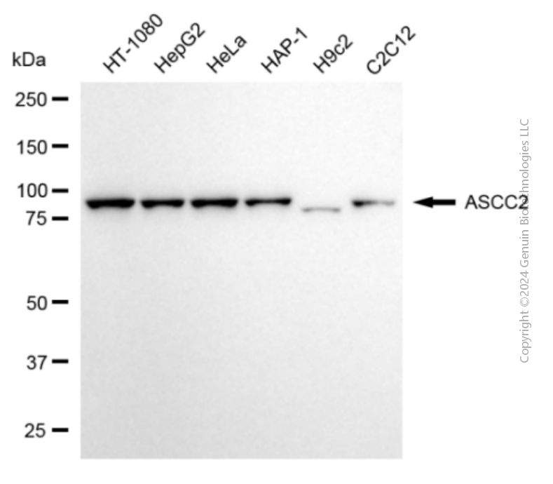 ASCC2 antibody