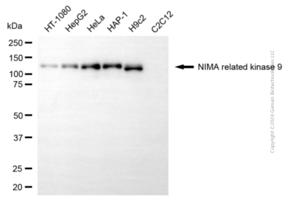NEK9 antibody