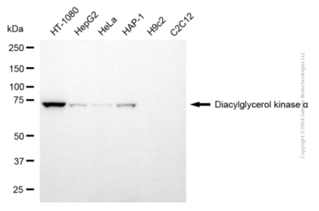 DGKA antibody