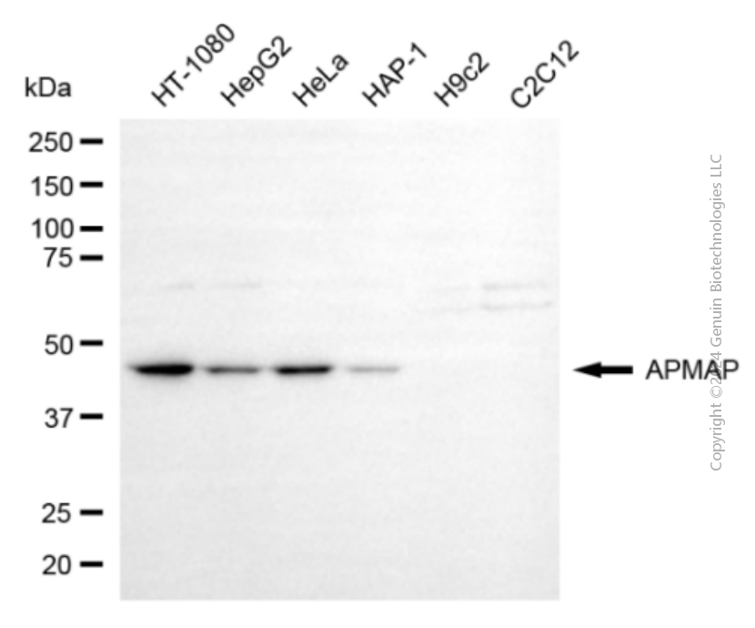 APMAP antibody