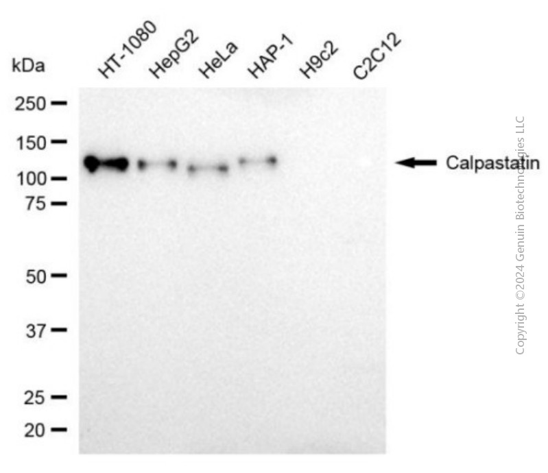 CAST antibody
