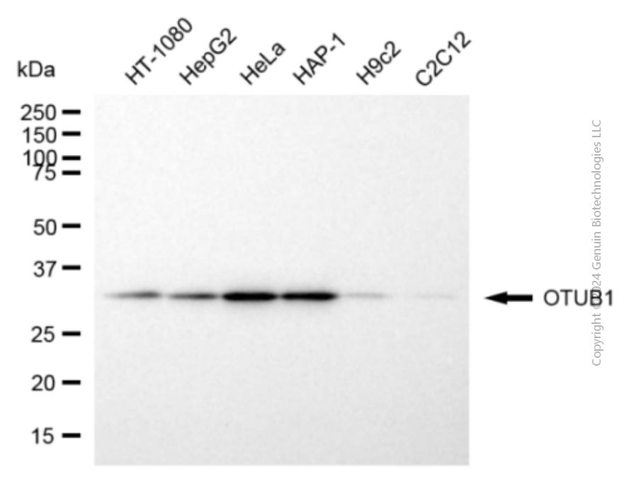 OTUB1 antibody