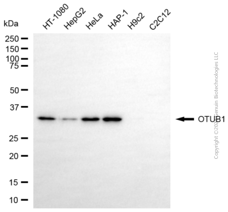 OTUB1 antibody