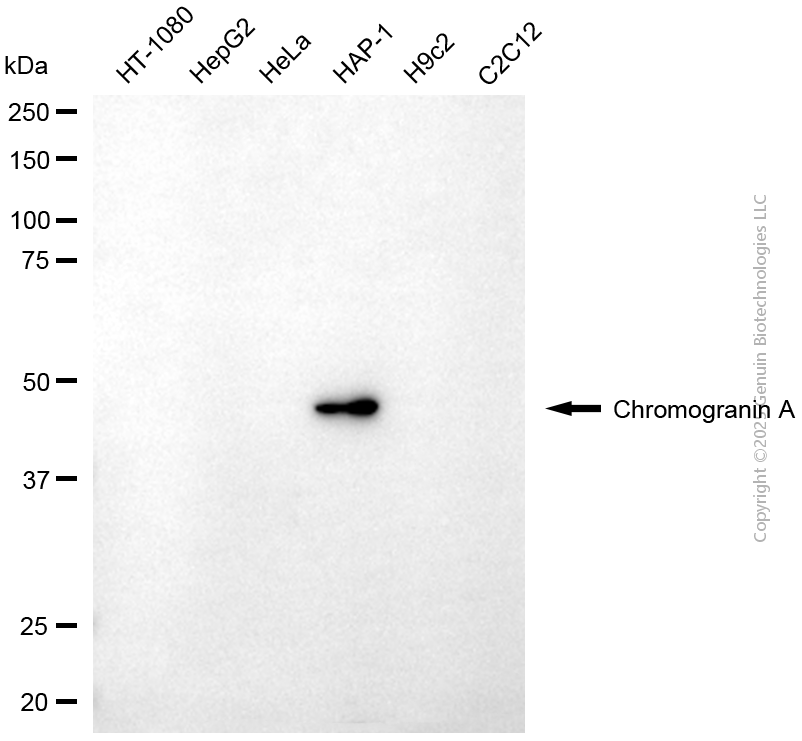 CHGA antibody