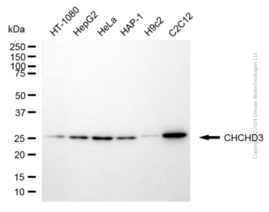 CHCHD3 antibody