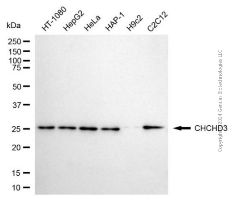CHCHD3 antibody
