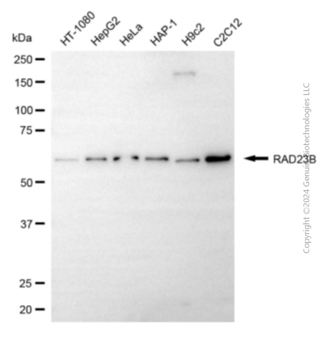 RAD23B antibody