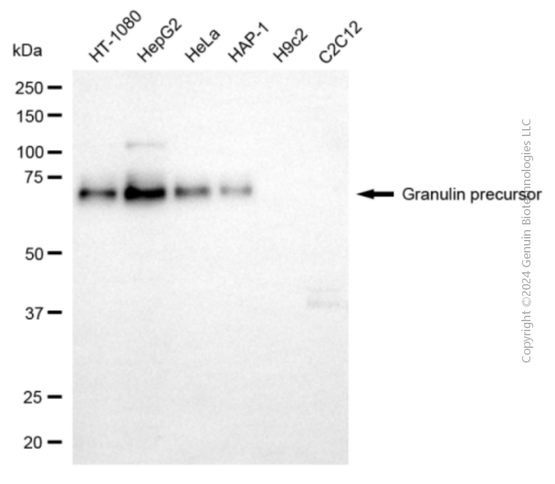 GRN antibody