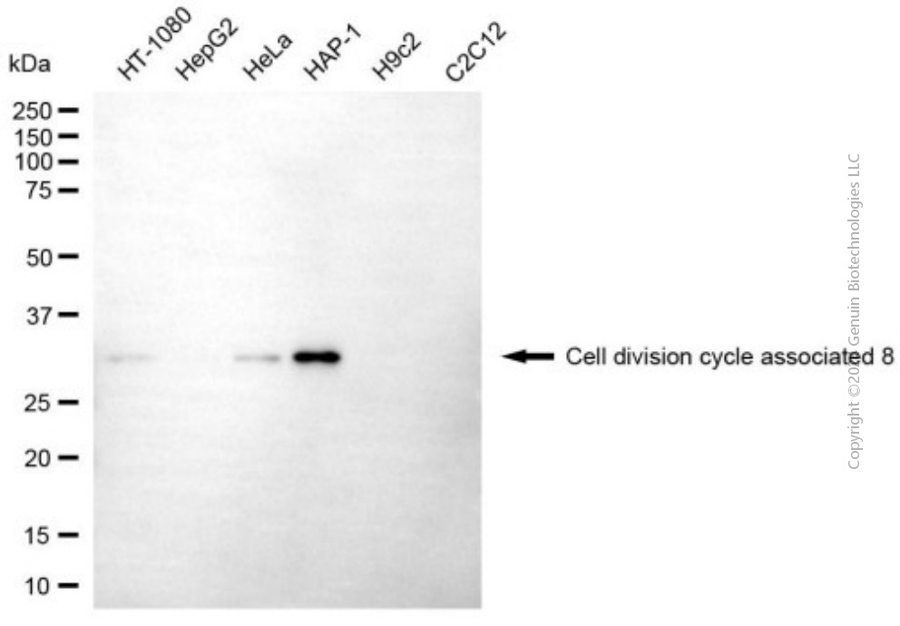 CDCA8 antibody