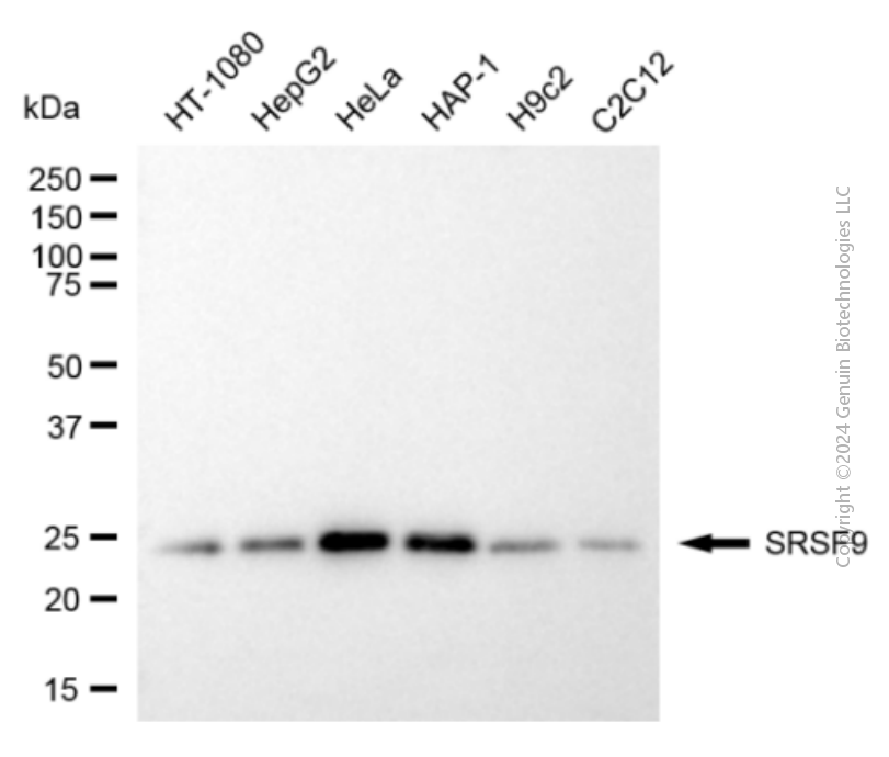 SRSF9 antibody