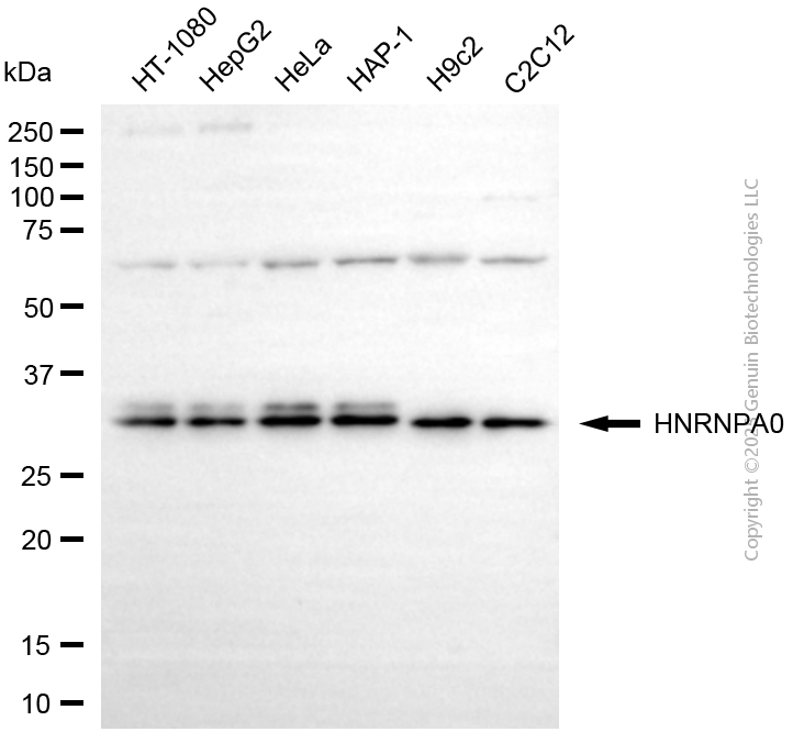 HNRNPA0 antibody