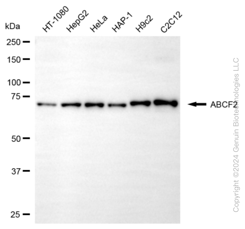 ABCF2 antibody
