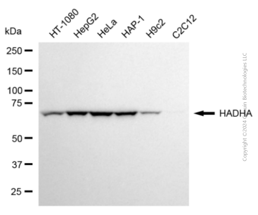 HADHA antibody