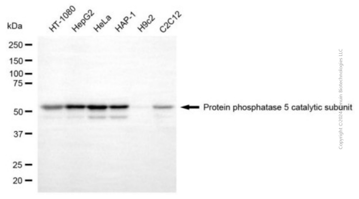 PPP5C antibody