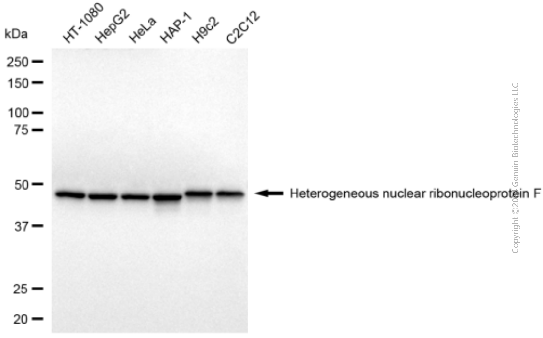 HNRNPF antibody