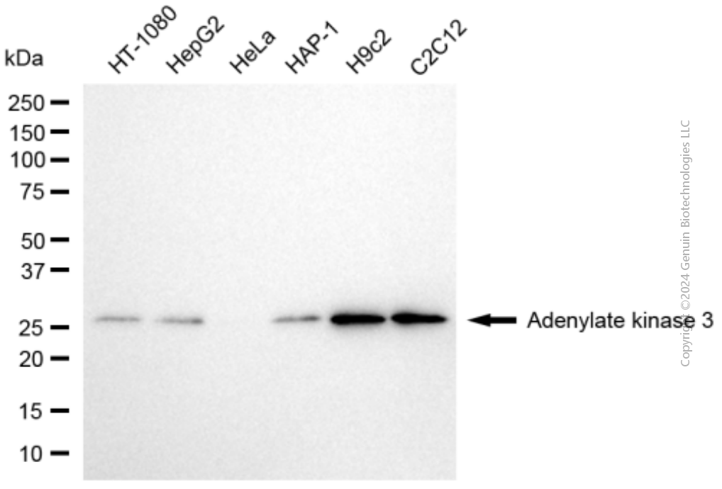 AK3 antibody