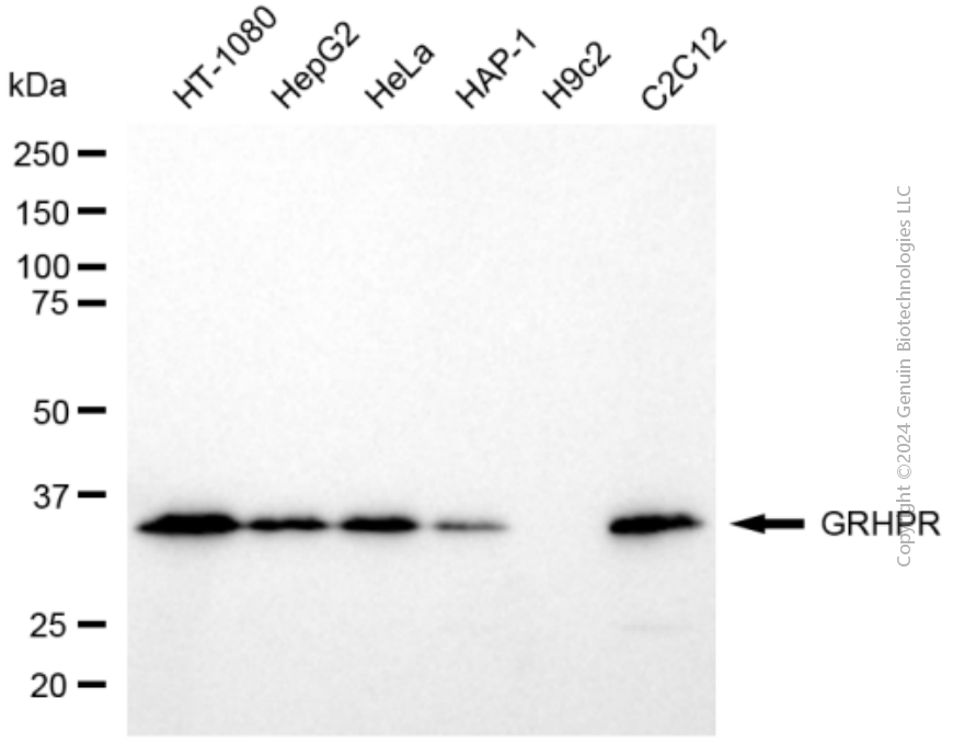 GRHPR antibody