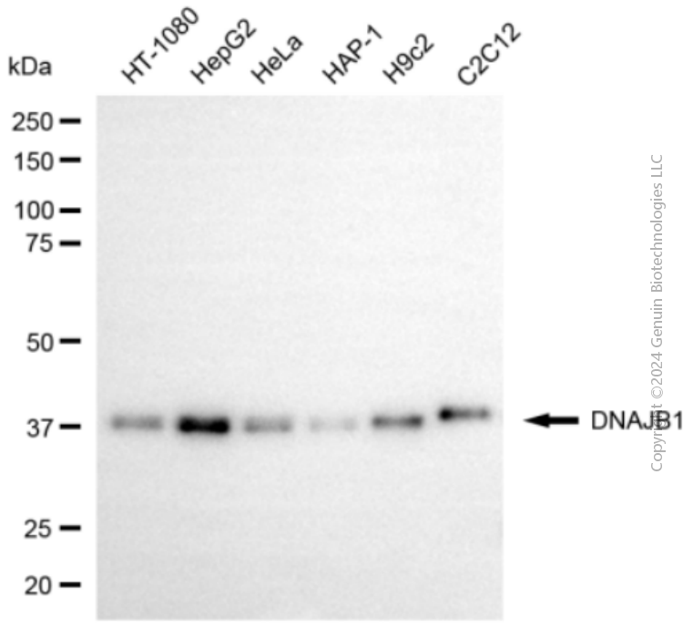 DNAJB1 antibody