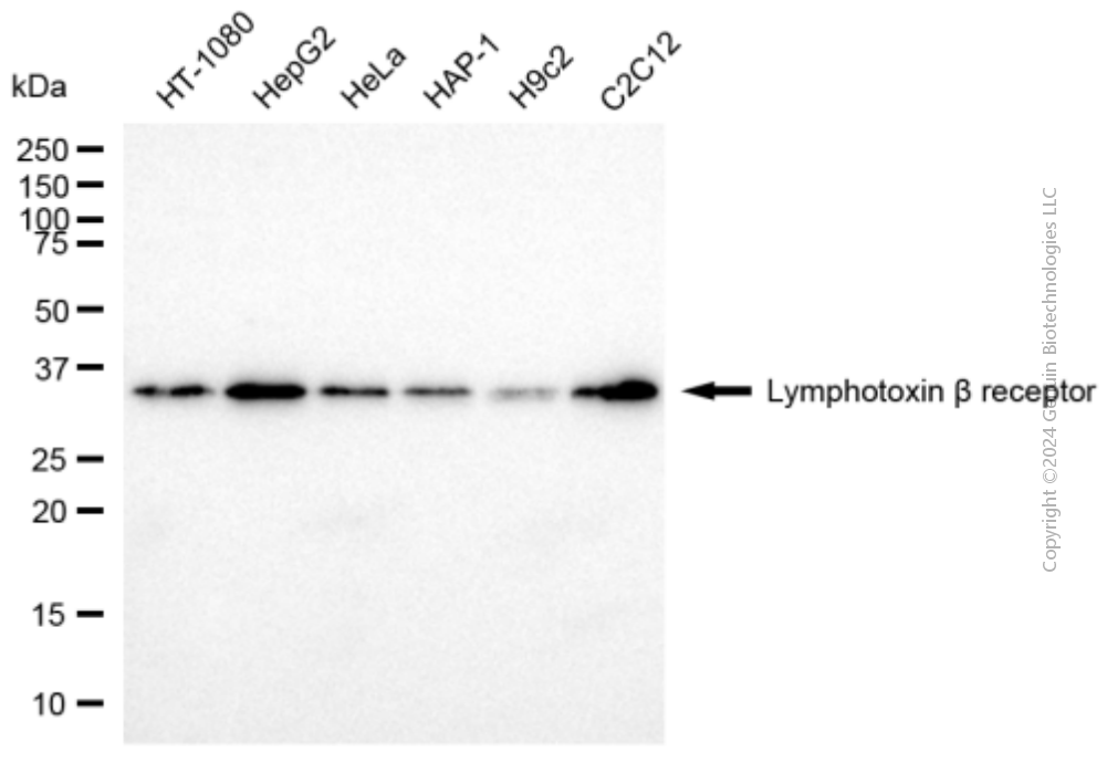 LTBR antibody