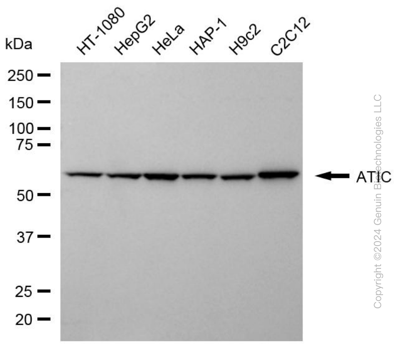 ATIC antibody
