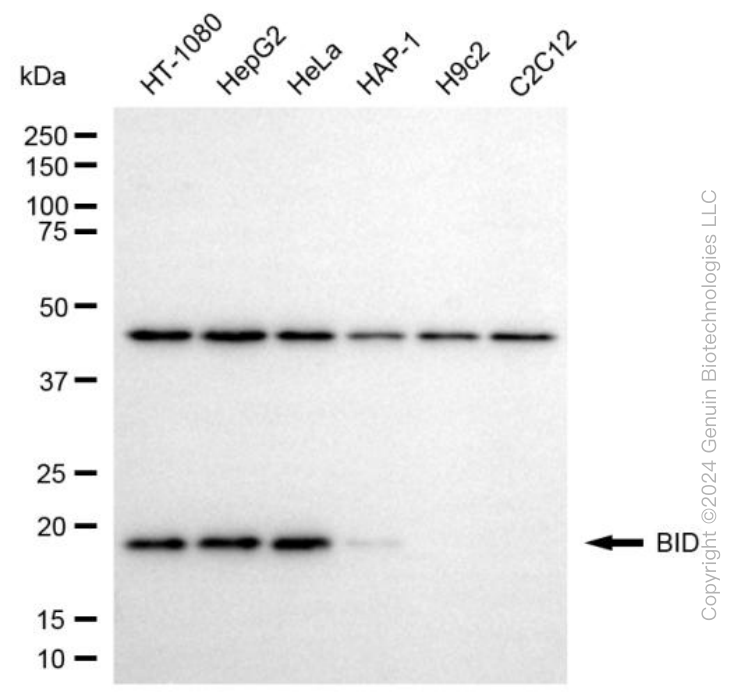 BID antibody