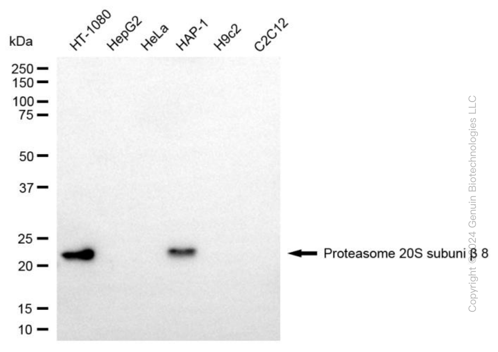 PSMB8 antibody
