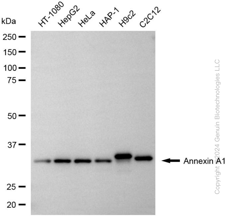 ANXA1 antibody