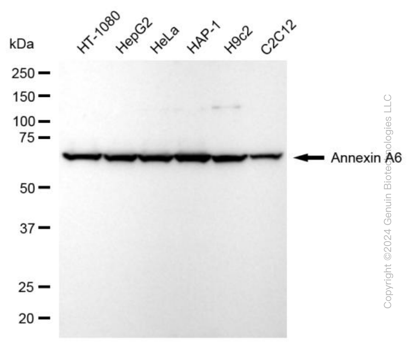 ANXA6 antibody