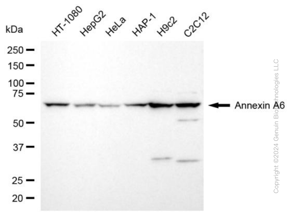 ANXA6 antibody