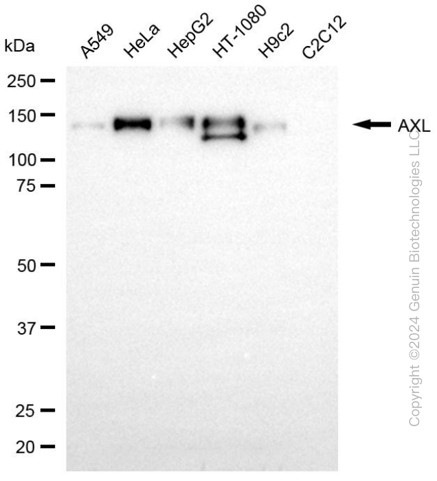 AXL antibody