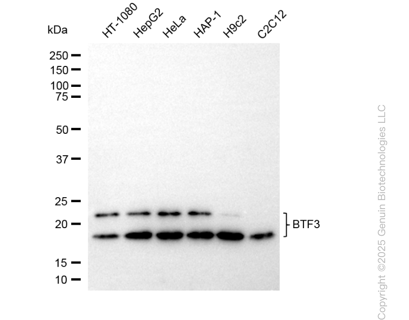 BTF3 antibody